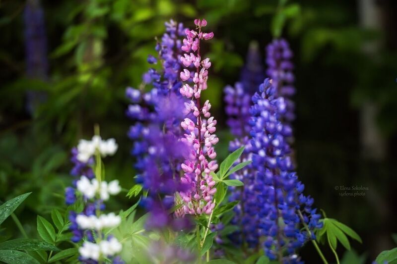 Люпины фото превью