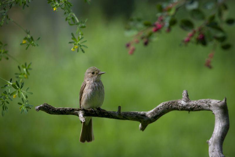 мухоловка, птицы, лето, birds, wildlife, spotted flycatcher Серая мухоловка фото превью