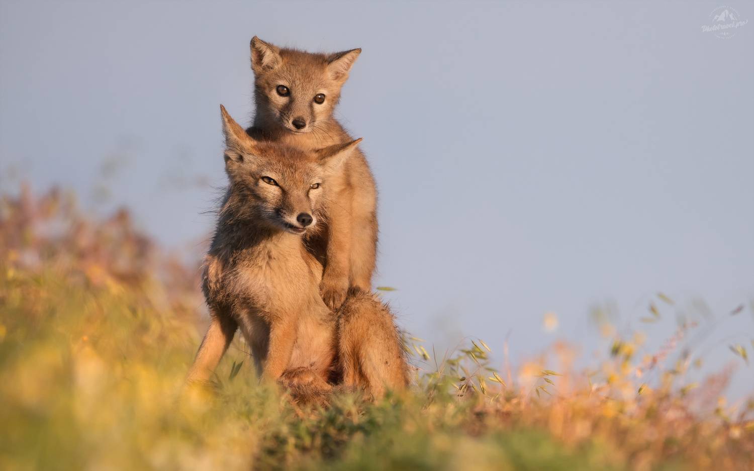 корсак, лиса, степная лиса, взрослый корсак, маныч,заповедник черные земли, корсачок, фото корсака, молодой корсак, степная лисица, vulpes corsac, калмыкия, черные земли,  корсачонок, калмыцкий корсак, корсаки, vulpes corsac kalmykorum, фотографии корсака, Влад Соколовский