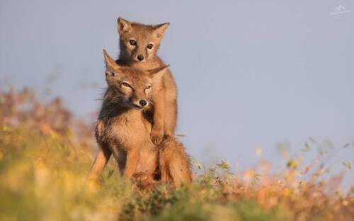 Ушастый балласт