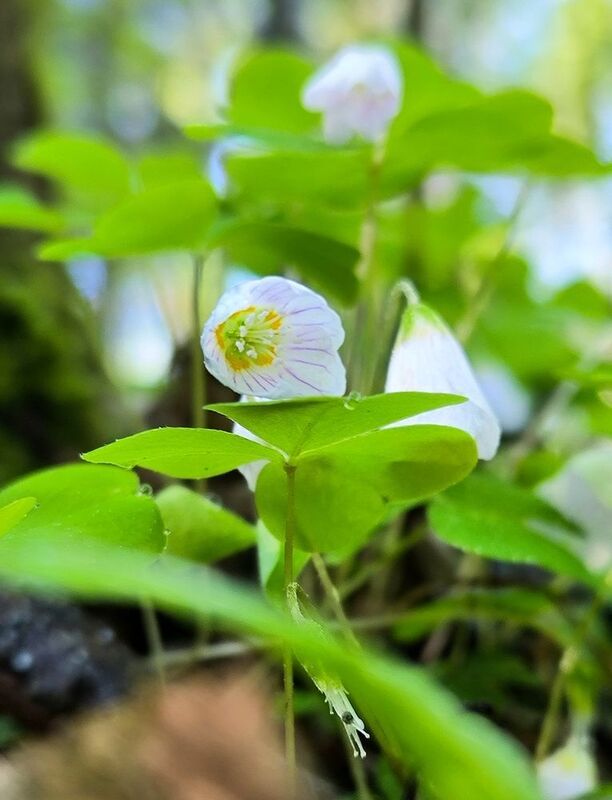 Нежный май фото превью