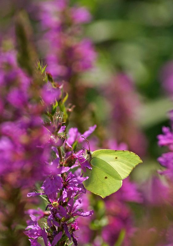 Лимонница фото превью