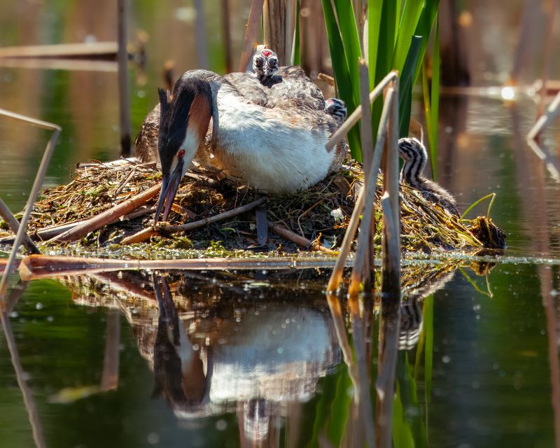 чомга, большая поганка, семья, бердвотчинг, птицы сибири, птицы Семейная идиллия. фото превью