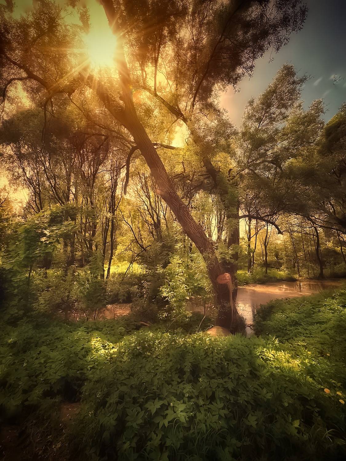 пейзаж, landscape, nature, природа, лето, summer, sunset, закат, лес, forest, Julia Kaissa