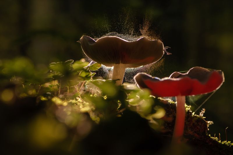 Лесная магия фото превью