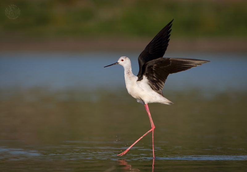 Ходулочник - Lens and Feathers фото превью