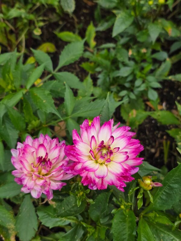 анютины глазки, пионы, розы, гортензии, георгины, Цветение фото превью