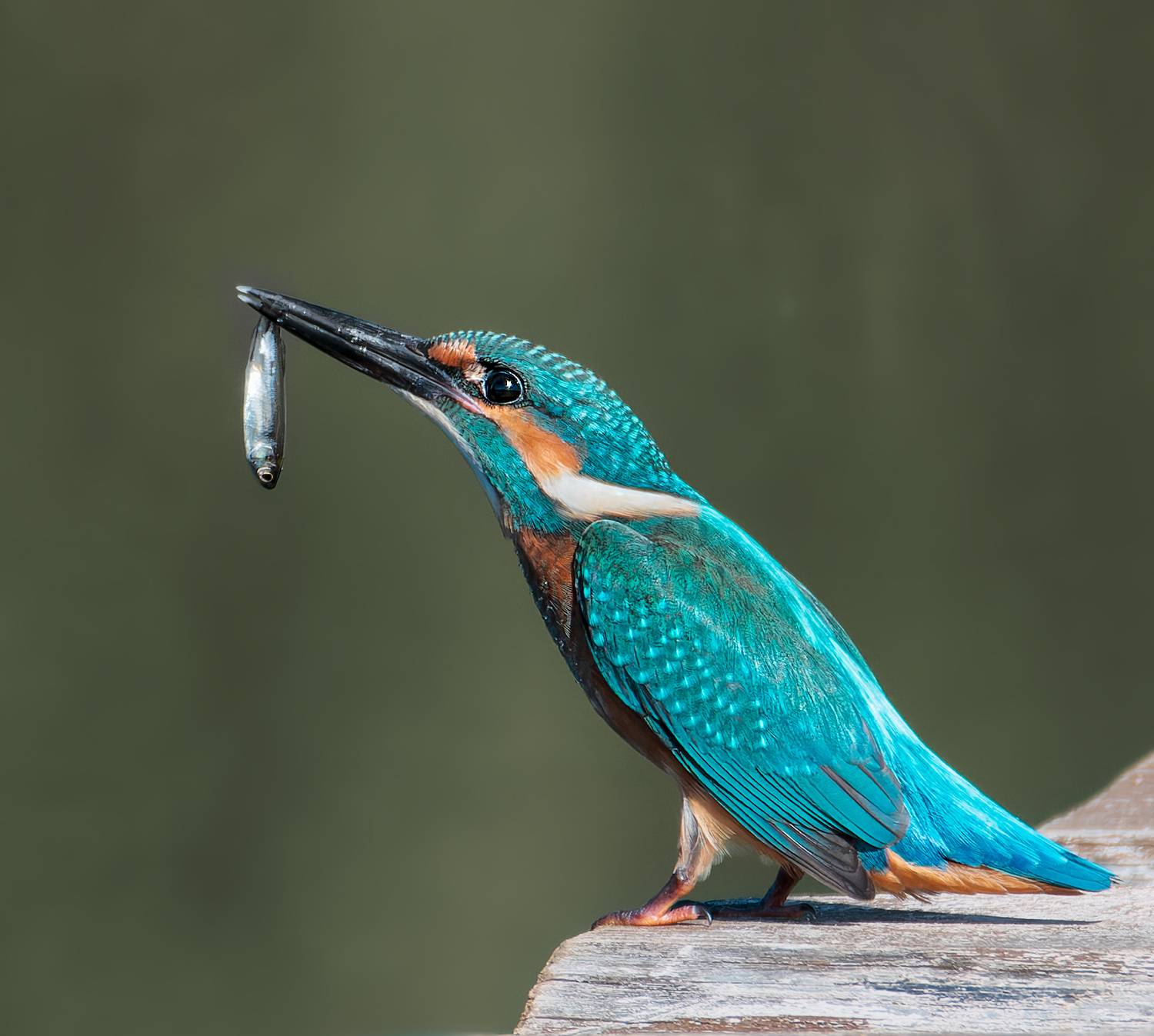 , Фото Александр