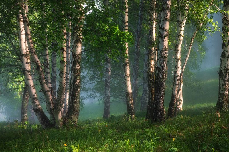 алтайский край, алтайский район, предгорья, березовый лес, берёзовая роща, берёзы, утро в лесу В сизой дымке фото превью