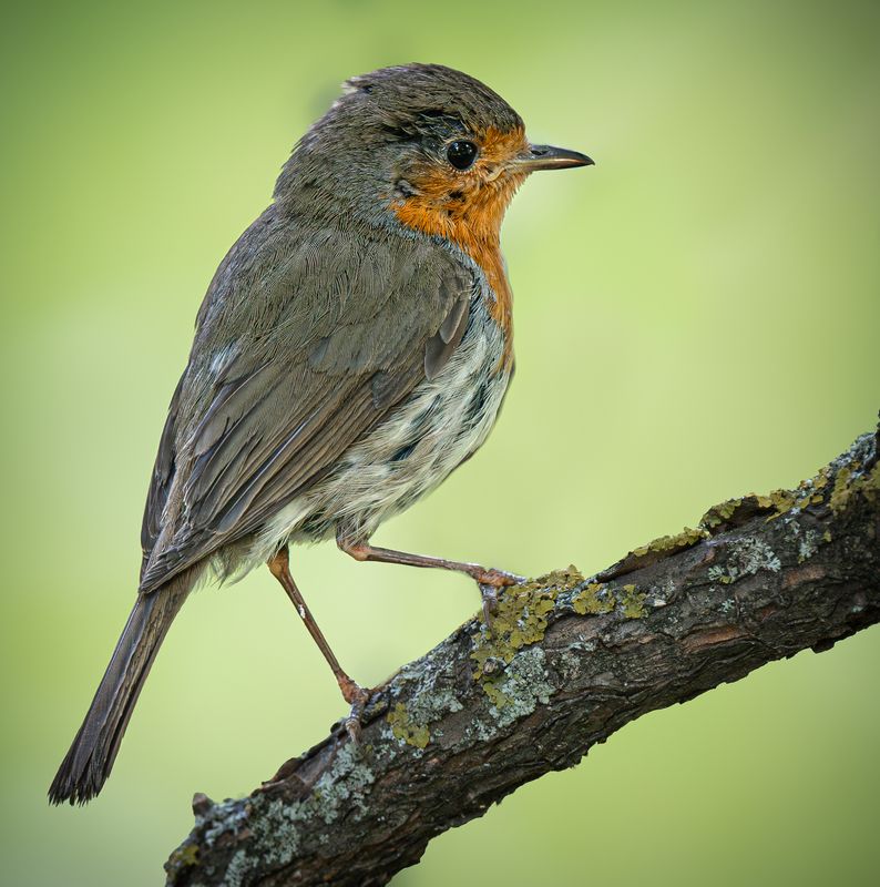 Этюды с зарянкой фото превью