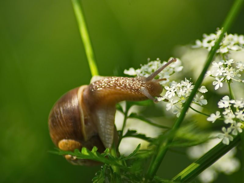 Ещё один ценитель аромата фото превью