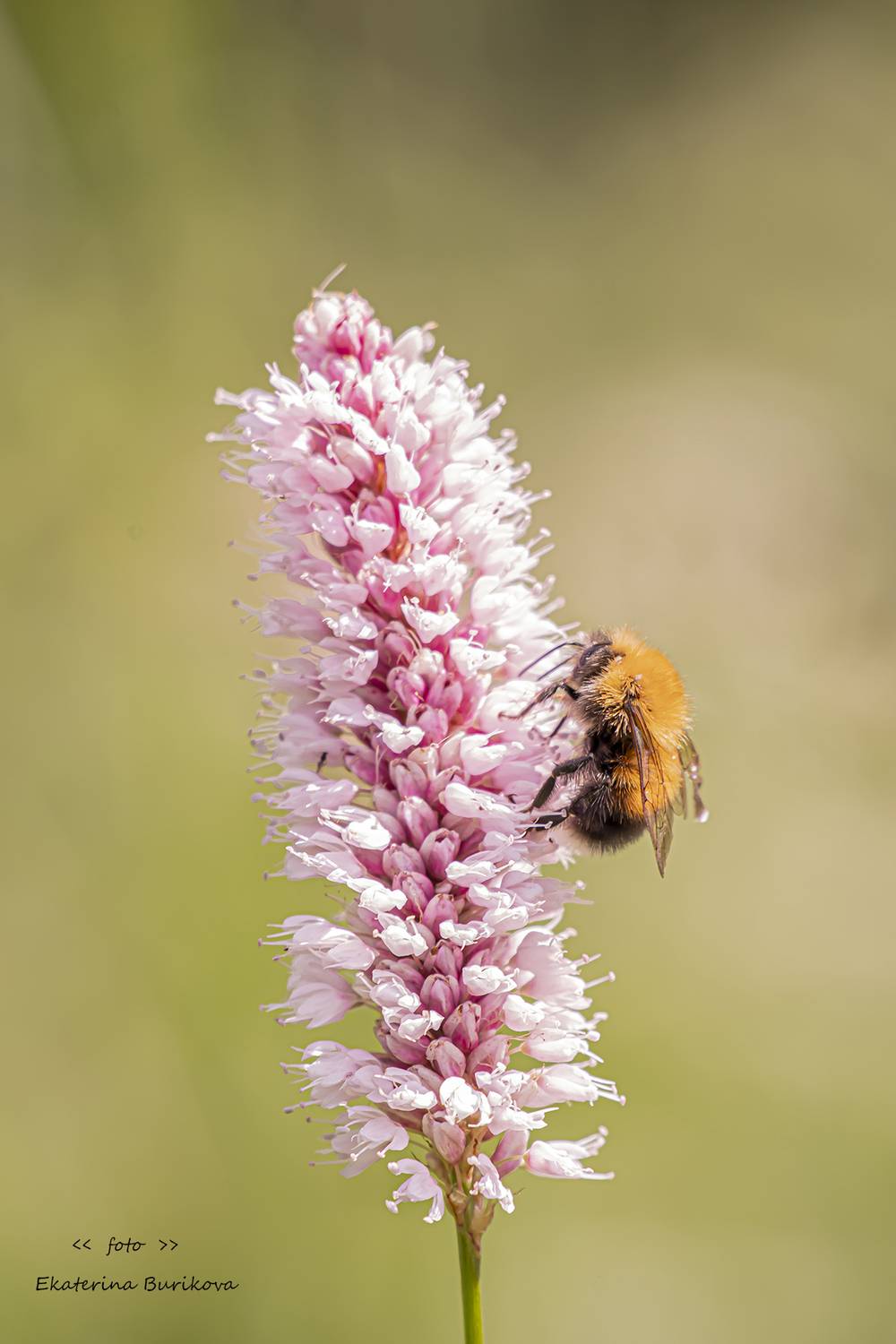 , Бурикова Екатерина