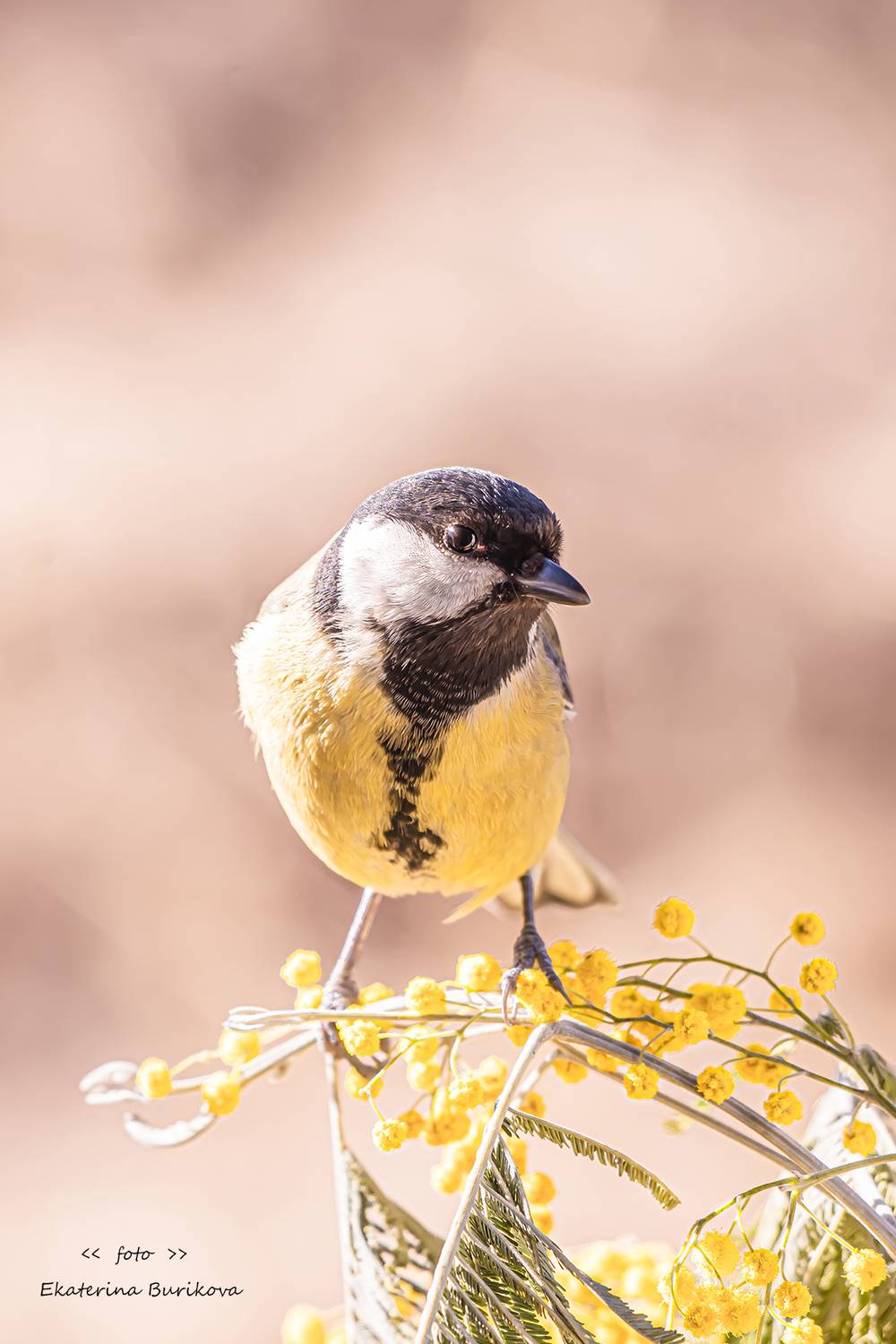 , Бурикова Екатерина