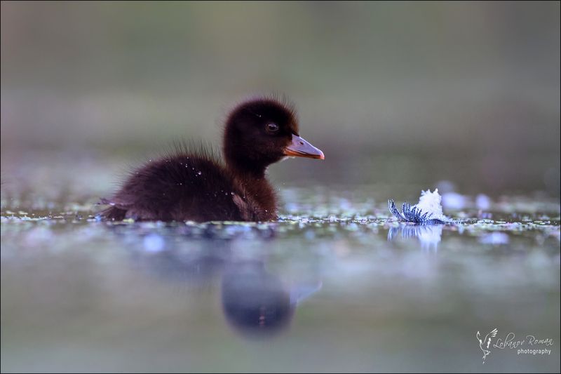 Малыш и лунный цветок фото превью