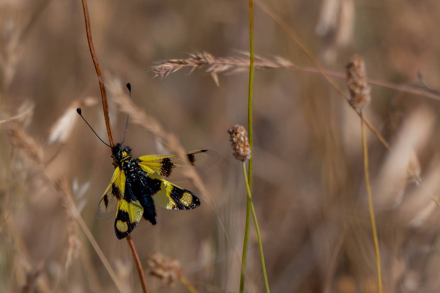 butterflies, insects, Sajkovski Dejan
