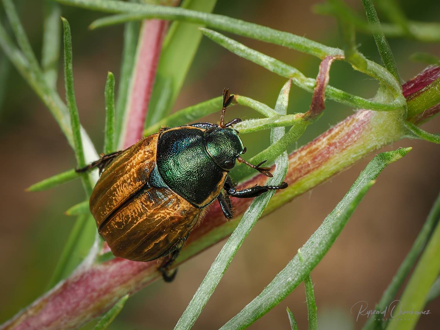 phyllopertha horticola, Ryszard Orzechowicz