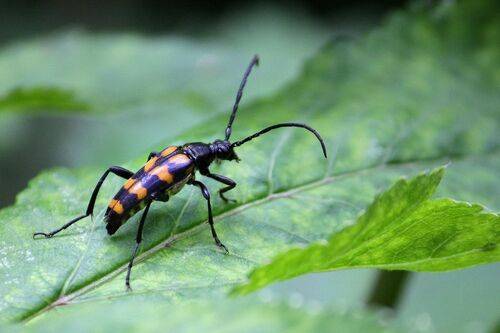 Лептура Четырёхполосая (Leptura quadrifasciata)