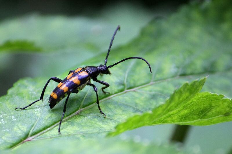 Лептура Четырёхполосая (Leptura quadrifasciata) фото превью
