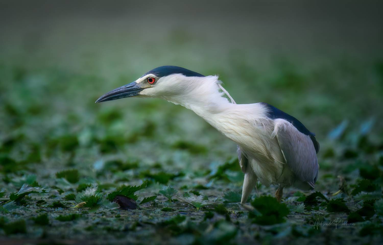 кваква, night heron, охота, wildlife, Плеханов Александр