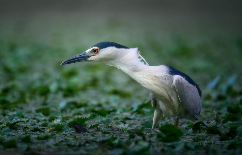 кваква, night heron, охота, wildlife Утро длинношеее фото превью