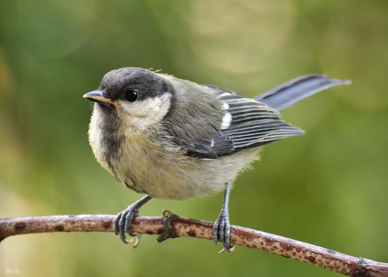 Большая синица (молоденькая) фото превью