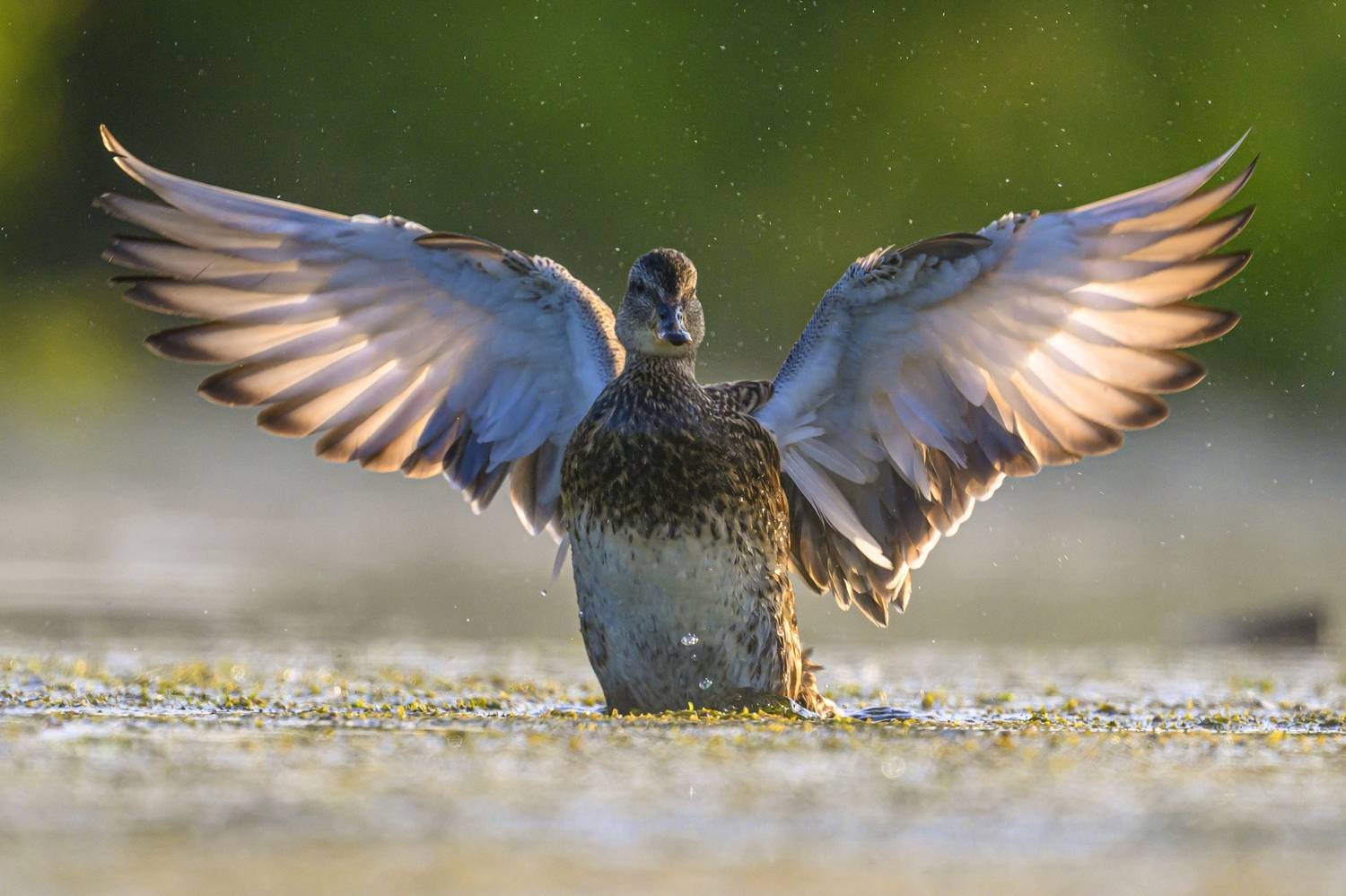 , Пупонин Сергей