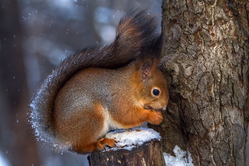 Зачем белке хвост. фото превью