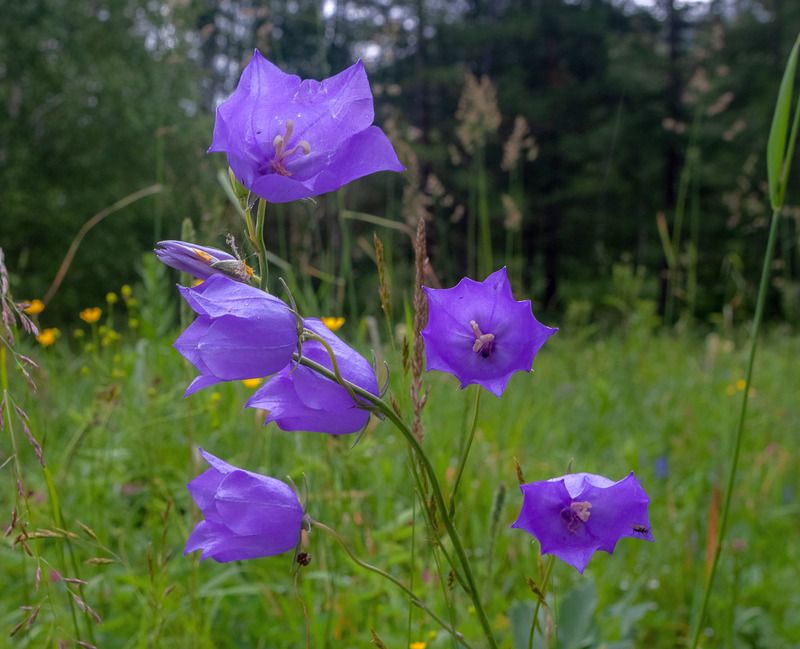 васильковое фото превью