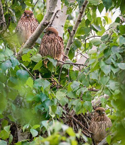 Гнездо пустельги. (3 ФОТО)