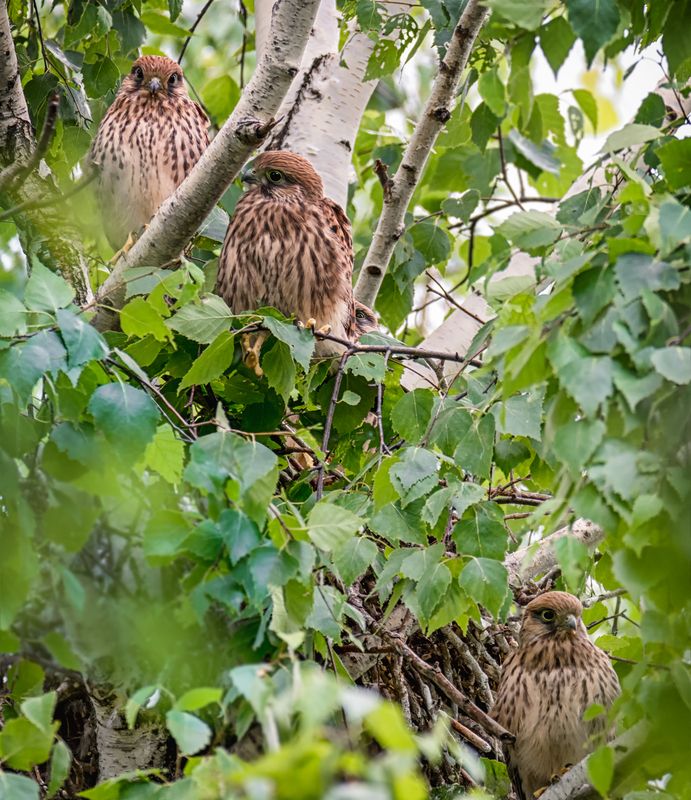 птицы, хищник, пустельга, гнездо, птенцы, Гнездо пустельги. (3 ФОТО) фото превью