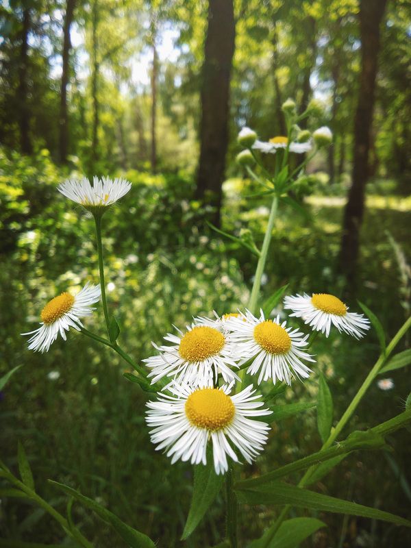 Ромашки фото превью