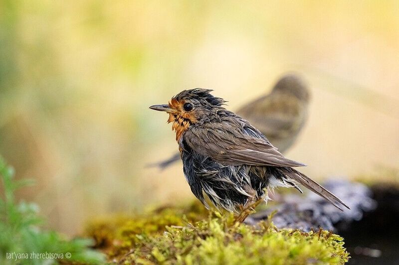 С лёгким паром.. (Зарянка) фото превью