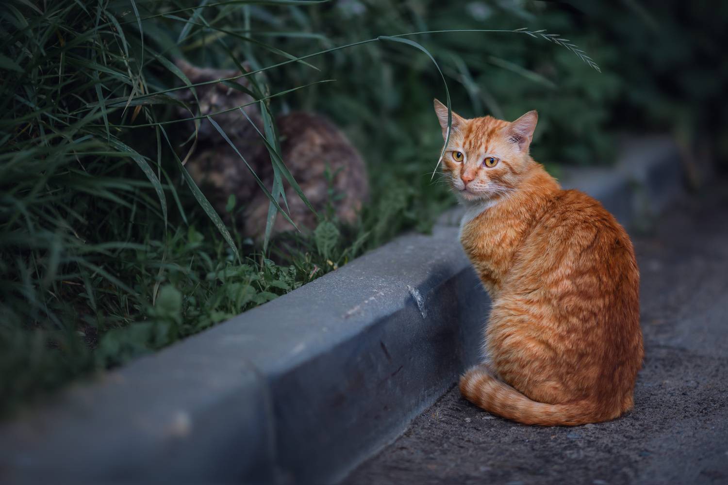 котики, Наталия Матвеева