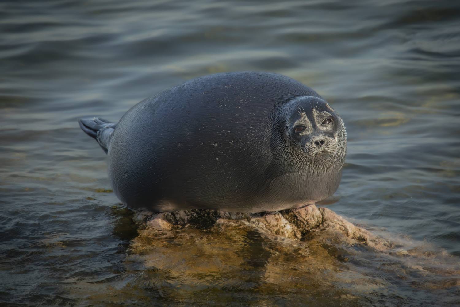 , Лаврентьев Александр