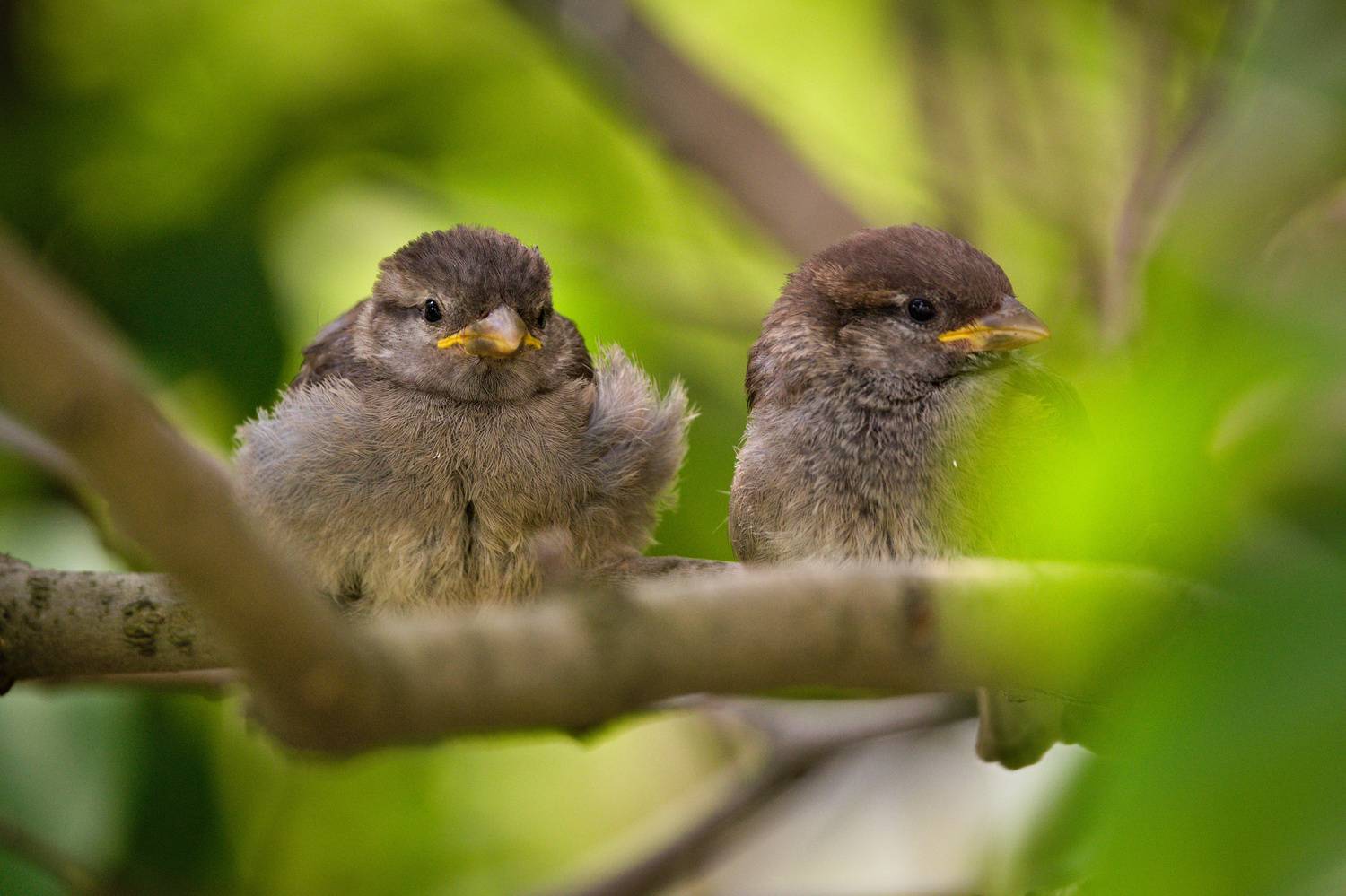 , Лажанский Руфат
