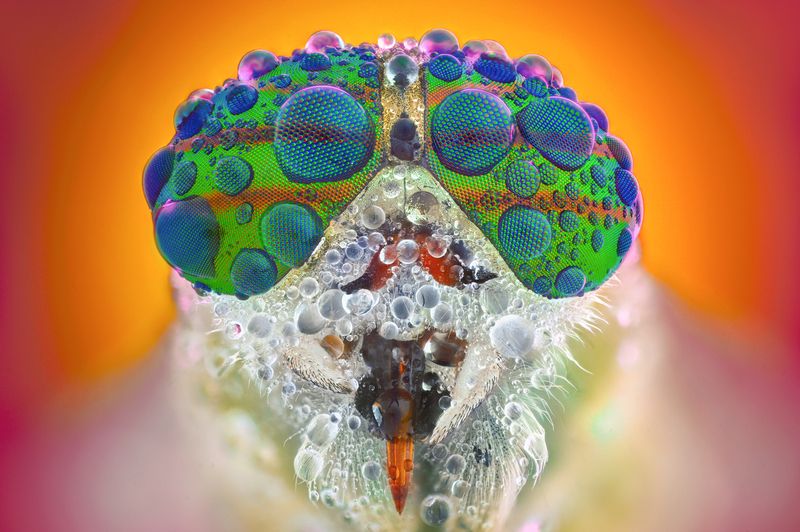 ceclii, macro  фото превью