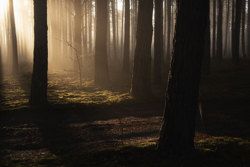 В лесу утренний свет фото превью