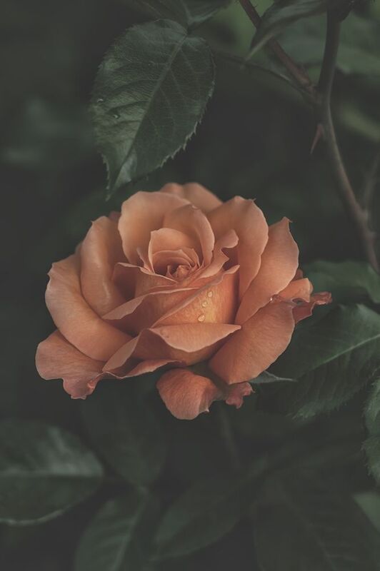 Пионовидные розы фото превью