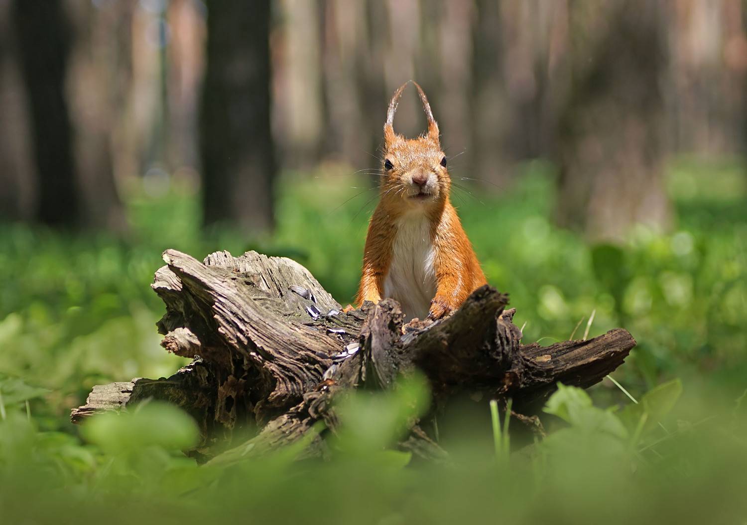 Белка, Чепленко Алексей