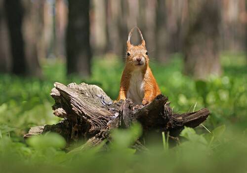 Господа, кто сожрал мои семечки