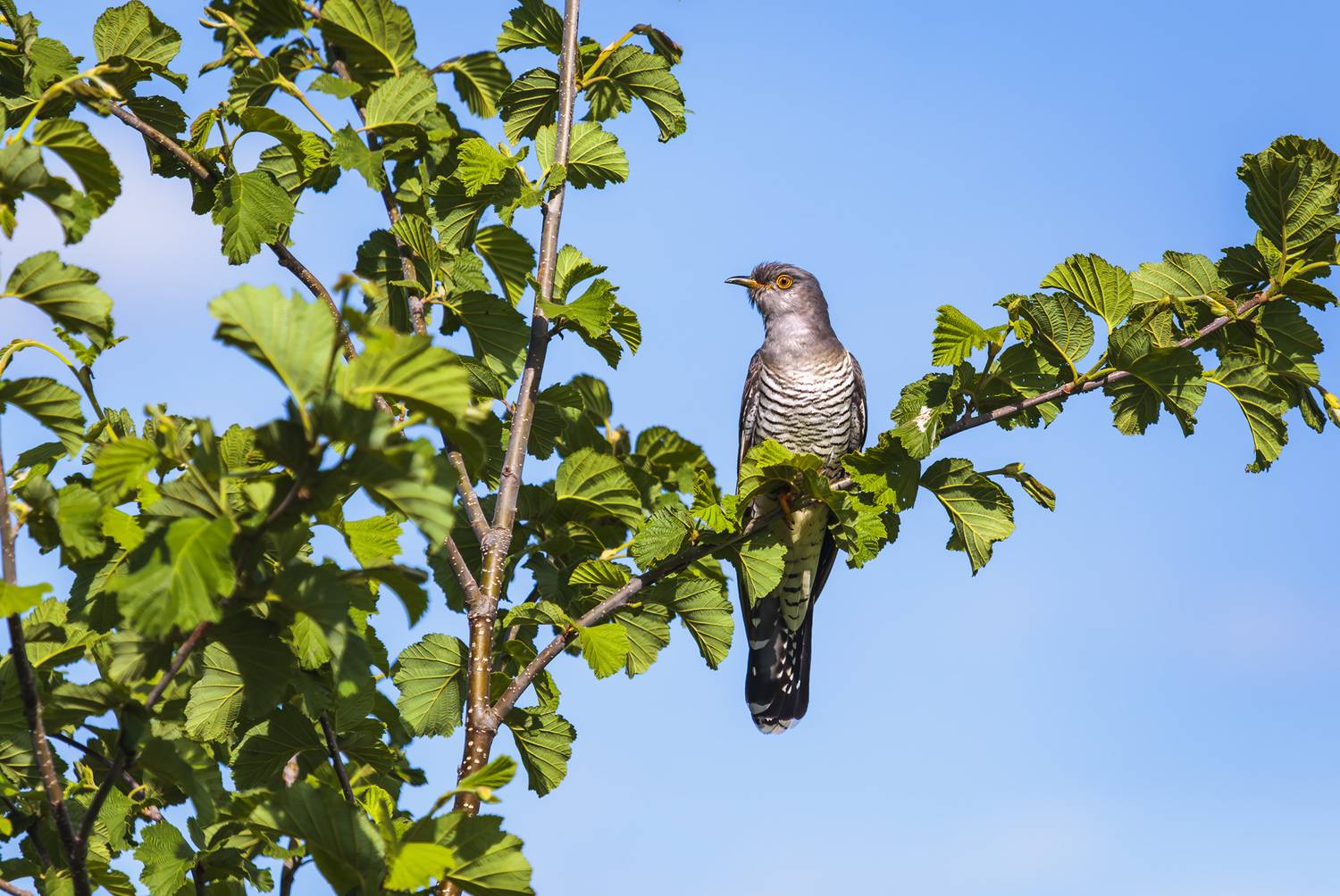 кукушка, глухая кукушка, камчатка, Уткин Дмитрий