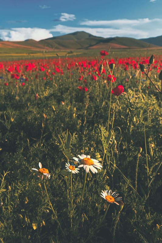 flower at castelluccio di norcia фото превью