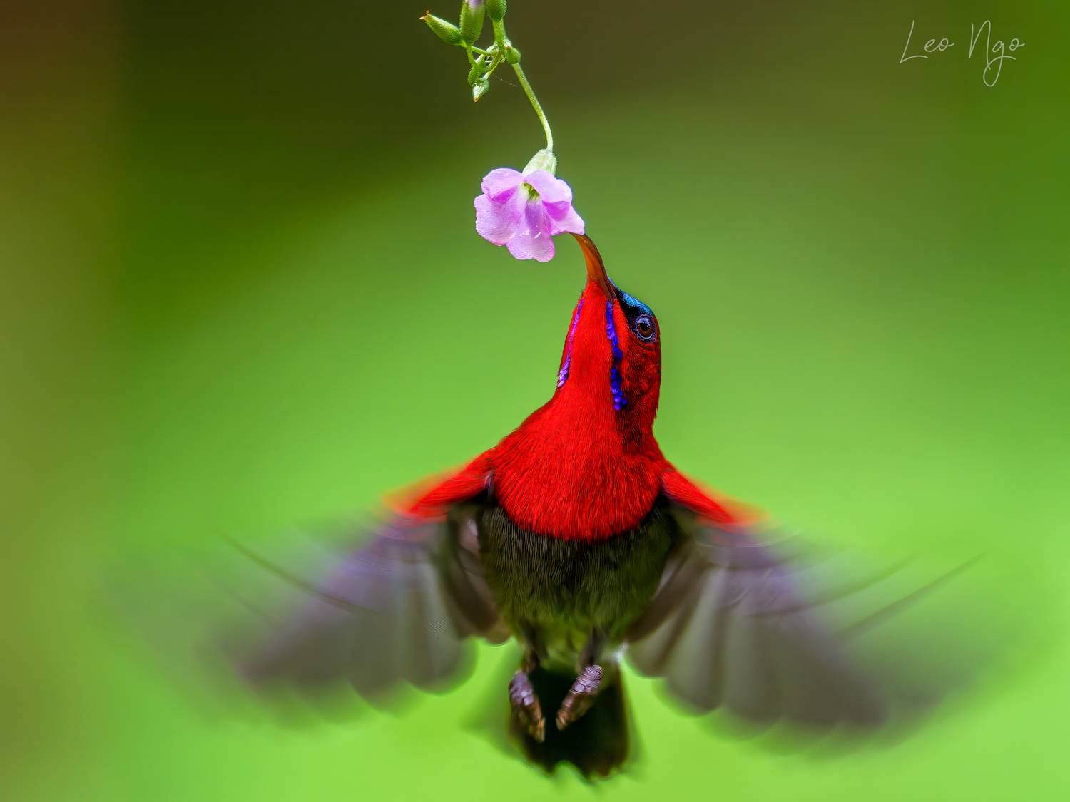 , Ngo Hoang Nguyen - Leo Ngo