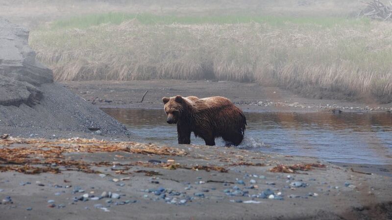медведь, камчатка, корф, тиличики, север Медведь в Корфе фото превью