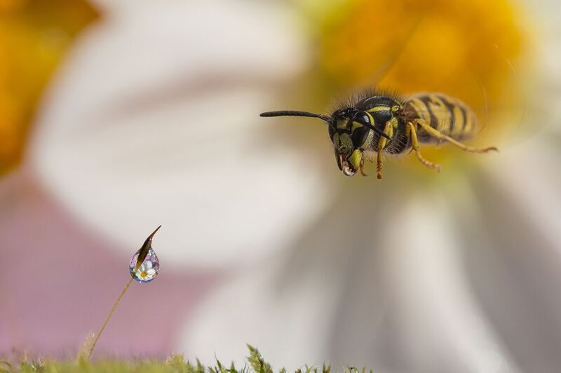 Цель вижу фото превью