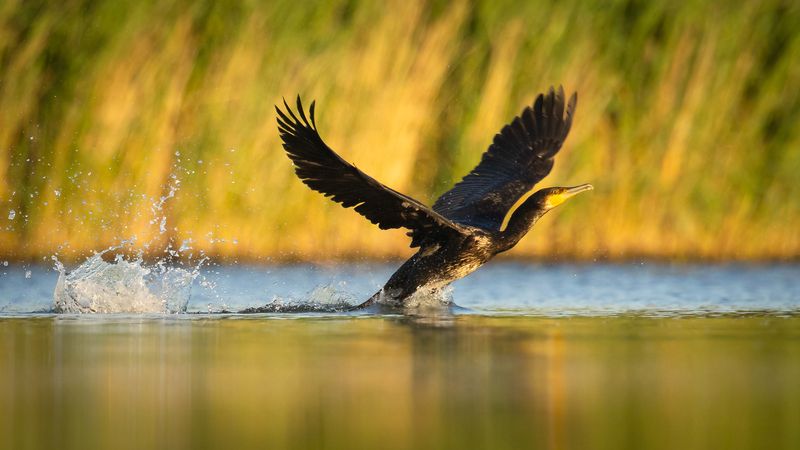 Cormorants фото превью