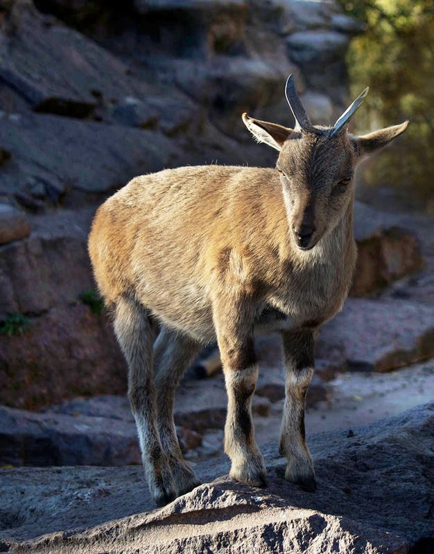 Красотка фото превью