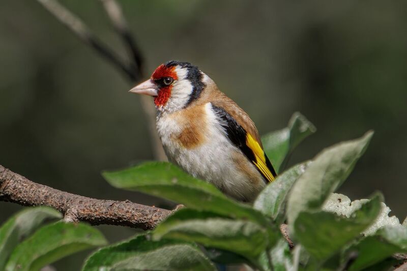 Черноголовый щегол фото превью