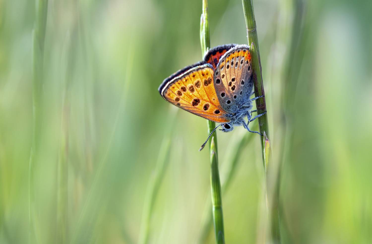 Мотылек, бабочка., Горбачева Маментьева Татьяна