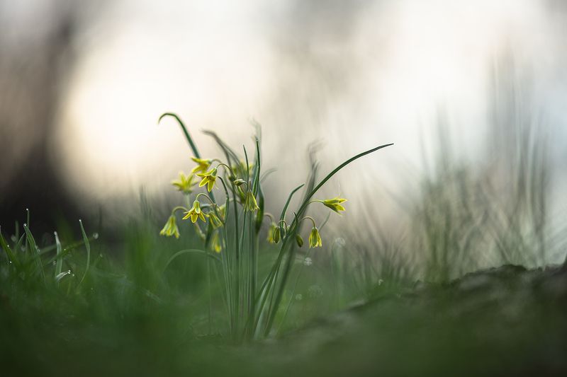 гусиный лук, весна, природа, утро, лес, россия, воронеж, nikon d850, фотообъектив: carl zeiss makro-planar t* 100mm f/2 zf.2 Под пологом старого дуба... фото превью